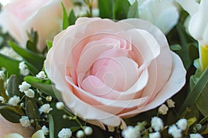 Delicate petals of a pink rose