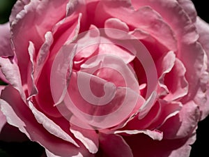 Delicate petals of Soeur Emmanuelle rose as nature background