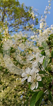 Delicate petals of white flowers of a cherry on a background of blue sky and flowering trees. Bright light spring floral backgroun