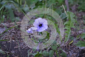 Delicate petunia flower in city yard. Beautiful blooming plant in overcast day.