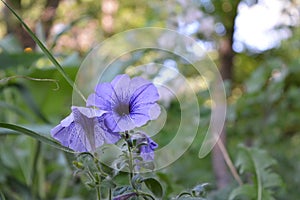 Delicate petunia flower in city yard. Urban greening with blooming plants