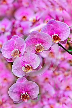 Delicate phalaenopsis blume pink orchids in full bloom