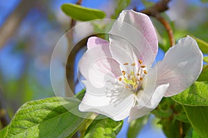 Delicate pink apple tree flower in spring.