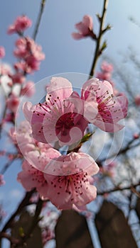 Delicate pink apricot tree flowers in full bloom in the springtime