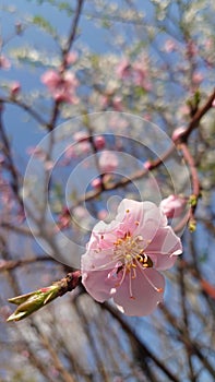 Delicate pink apricot tree flowers in full bloom in the springtime