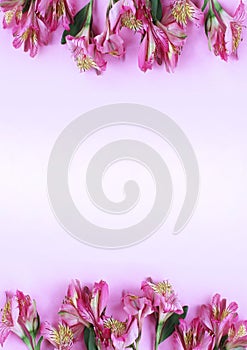 Delicate pink astromeria on a light pink background. Festive flower arrangement. photo