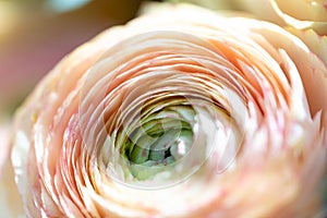 Delicate pink and beige ranunculus in paper packaging close-up. selective focus, low depth of field