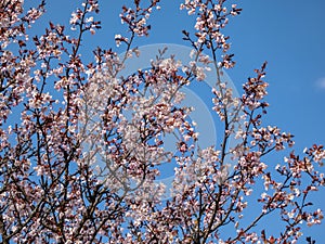 Delicate pink blooming flowers of Sargent\'s cherry or North Japanese hill cherry (Cerasus sargentii)