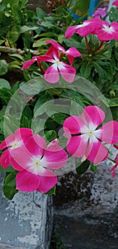 Delicate pink blossom on a flowering plant, beauty in nature.