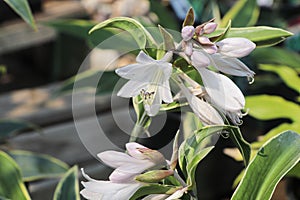 Delicate pink blossoms on a hosta plant