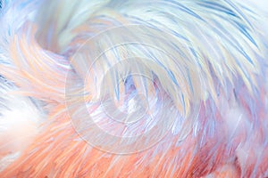 Delicate pink and blue feathers of a bird as a background or backdrop