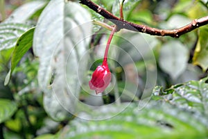 Delicate pink buds of a creeper in a foggy forest in Monteverde in Costa Rica