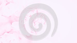 Delicate pink carnations flowers background. Soft pastel flower. 16:9 panoramic format. Copy space