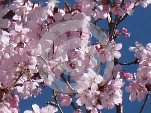 Delicate pink cherry blossoms