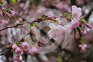 Delicate pink cherry blossoms, beautiful natural background, spring, flowers, trees, flowers close-up