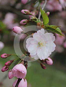 Delicate pink cherry blossoms, beautiful natural background, spring, flowers, trees, flowers close-up