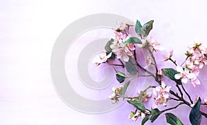 Delicate pink cherry blossoms on a light pink background. Spring flower arrangement.