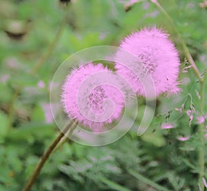 Delicate pink dandelions clung to each other