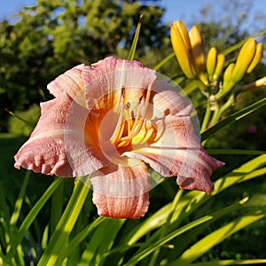 Delicate-pink Daylily close-up.