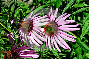 Delicate pink echinacea flowers in soft focus in a garden in a sunny summer day