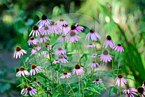 Delicate pink echinacea flowers in soft focus in a garden in a sunny summer day