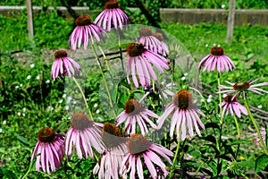 Delicate pink echinacea flowers in soft focus in a garden in a sunny summer day