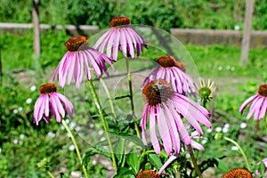 Delicate pink echinacea flowers in soft focus in a garden in a sunny summer day