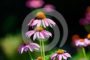 Delicate pink echinacea flowers in soft focus in a garden in a sunny summer day