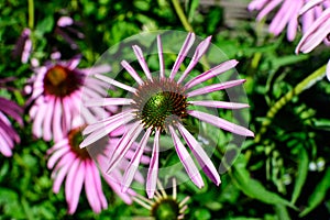 Pink echinacea flowers in soft focus in a garden in a sunny summer day