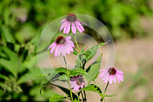 Delicate pink echinacea flowers in soft focus in an organic herbs garden in a sunny summer day
