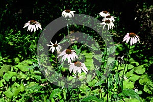 Delicate pink echinacea flowers in soft focus in an organic herbs garden in a sunny summer day