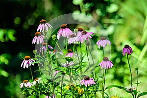 Delicate pink echinacea flowers in soft focus in an organic herbs garden in a sunny summer day