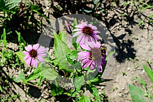 Delicate pink echinacea flowers in soft focus in an organic herbs garden in a sunny summer day