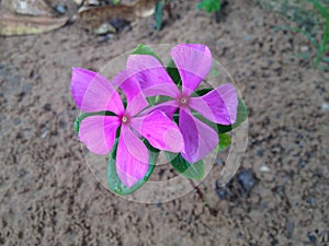delicate pink field flower