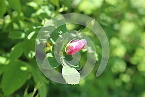 Delicate pink flower blooms on a rosehip bush in spring