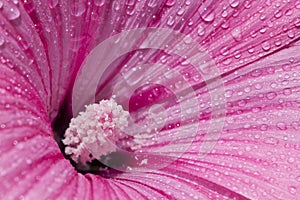 Sanft rosa blume bedeckt morgen Tau 