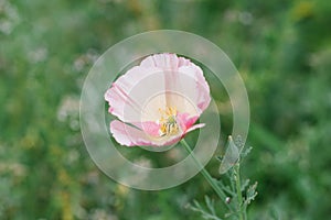 Delicate pink flower Elsholtzia growing in the garden in summer. Selective focus
