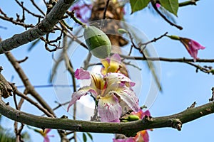 Delicate pink flower and green  fruit on bare stems of the palo borracho tree, close-up. Exotic tropical plant isolated on blue photo