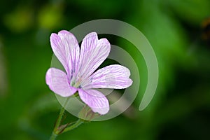 The delicate pink flower of Herb Robert