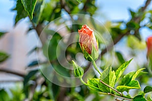 Delicate pink flower hibiscus bud on the green background of the young foliage of a tropical garden against the blue sky.