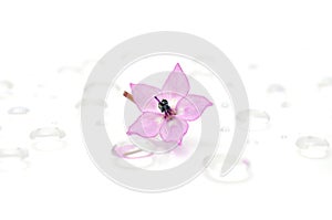 Delicate Pink Flower on Water Drops