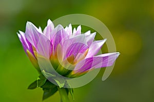 Delicate pink flower Ñ‰Ð° dahlia, profile view