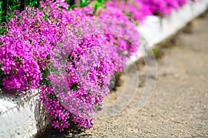 Delicate pink flowers along the curbs on the lawn.