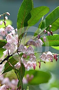 Delicate pink flowers of the Australian native rainforest Blueberry Ash, Elaeocarpus reticulatus, family Elaeocarpaceae