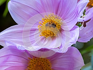 Delicate pink flowers and bee pollinating