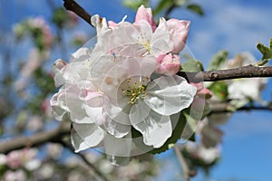 Delicate pink flowers bloom on the branches of an apple tree on a sunny spring day against a blue sky