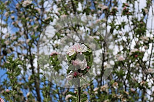 Delicate pink flowers bloom on the branches of an apple tree on a sunny spring day against a blue sky