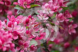 Delicate pink flowers of blooming apple tree