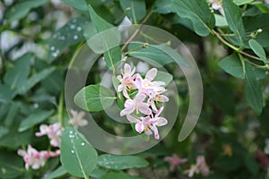 Delicate pink flowers blossomed on a bush in a spring garden