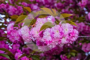 Delicate pink flowers blossomed Japanese cherry tree